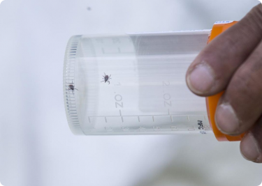 Ticks in a jar