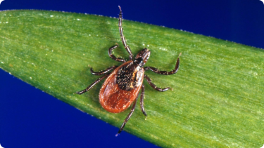 Lyme tick