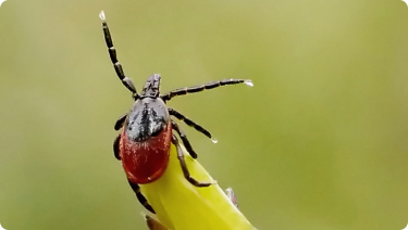 Zoomed image of a tick